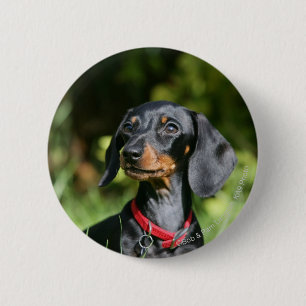 Badge Rond 5 Cm Dachshund miniature à poil lisse 3