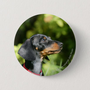 Badge Rond 5 Cm Dachshund noir et tean Miniture 3