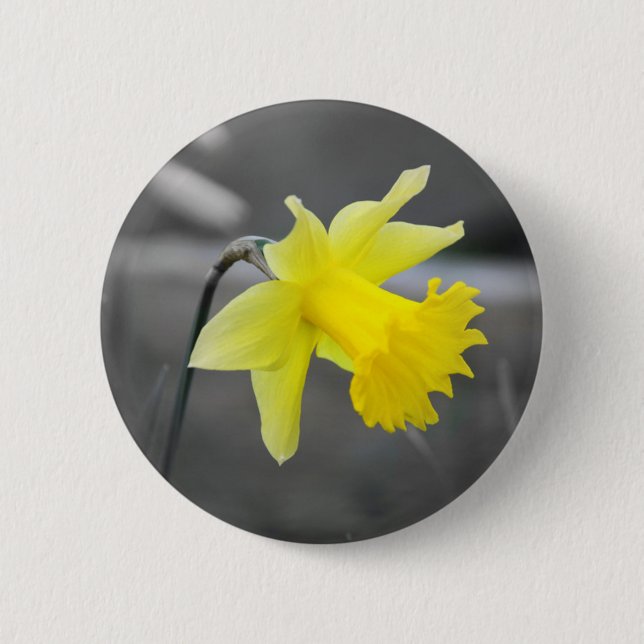 Badge Rond 5 Cm Daffodile (Devant)