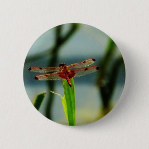 Badge Rond 5 Cm Dragonfly rouge et noire tachetée