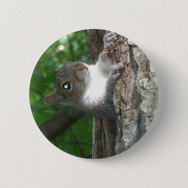 Badge Rond 5 Cm Écureuil gris (Sciurus carolinensis) (Devant)