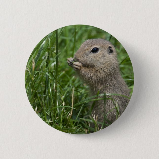 Badge Rond 5 Cm Écureuil terrestre européen (Devant)
