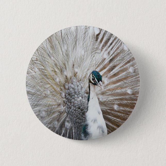 Badge Rond 5 Cm Élégant Peacock Albino (Devant)