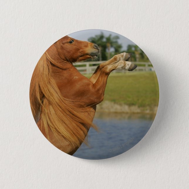 Badge Rond 5 Cm Élevage miniature de cheval (Devant)