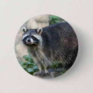 Badge Rond 5 Cm Épinglette de raton laveur