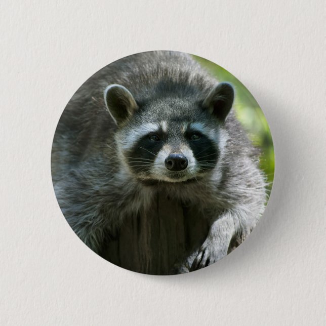 Badge Rond 5 Cm Épinglette de raton laveur (Devant)