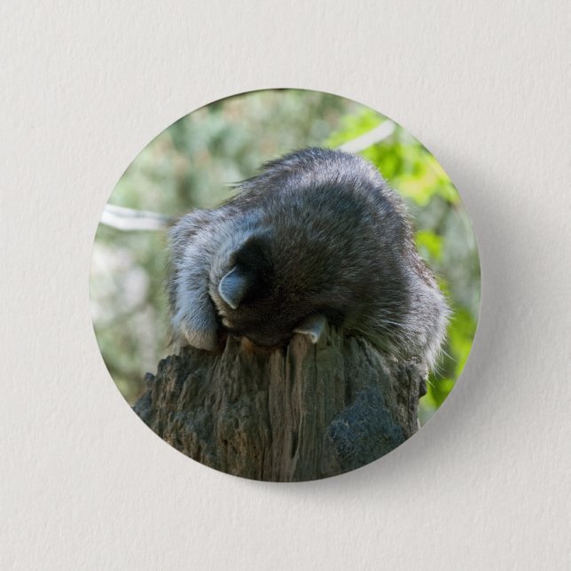 Badge Rond 5 Cm Épinglette Raton dormant (Devant)