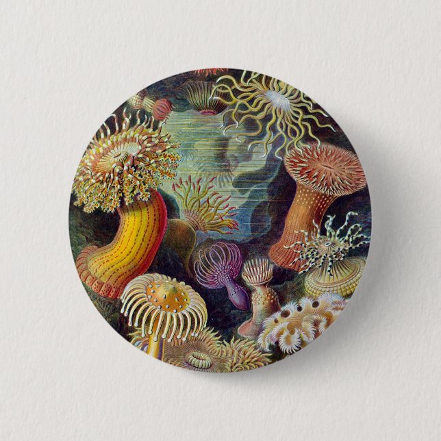 Badge Rond 5 Cm Ernst Haeckel - Actiniae (Devant)