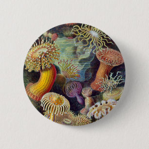 Badge Rond 5 Cm Ernst Haeckel - Actiniae