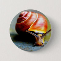 Escargot