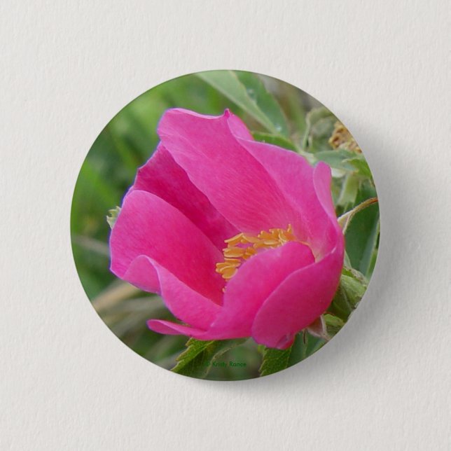 Badge Rond 5 Cm F7 Rose sauvage d'Alberta (Devant)