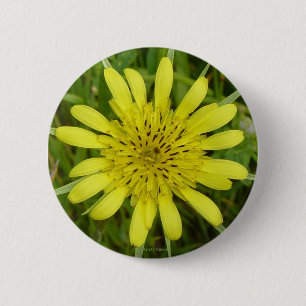 Badge Rond 5 Cm F9 Jaune Fleur sauvage Barbe de chèvre Tragopogon 