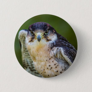 Badge Rond 5 Cm Faucon pérégrin