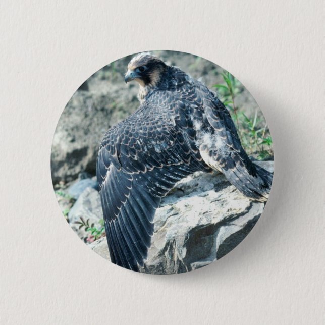 Badge Rond 5 Cm Faucon pérégrin, juvénile (Devant)