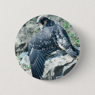 Badge Rond 5 Cm Faucon pérégrin, juvénile