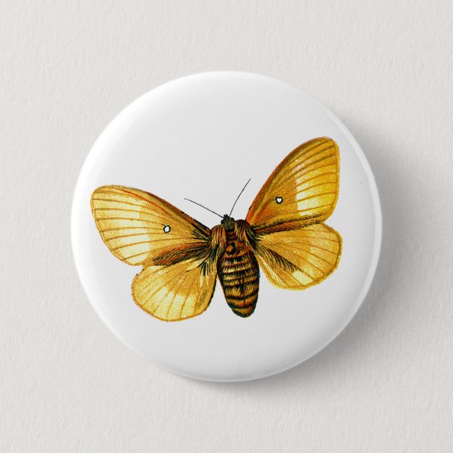Badge Rond 5 Cm femelle de Bombyx quercus (Devant)