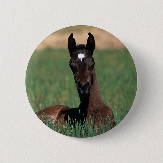 Badge Rond 5 Cm Fixation arabe de poulain (Devant)