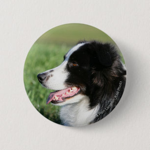 Badge Rond 5 Cm Fixation de chiot de border collie