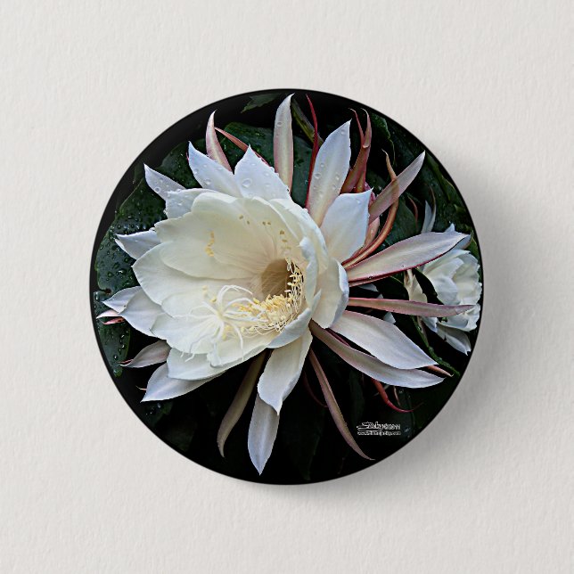 Badge Rond 5 Cm Fleur de cactus épiphyte (Devant)