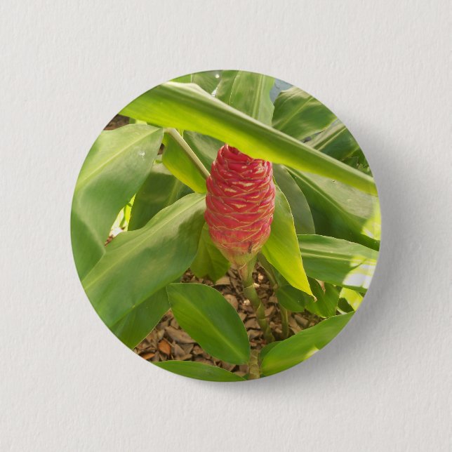 Badge Rond 5 Cm Fleur de shampooing gingembre (Devant)