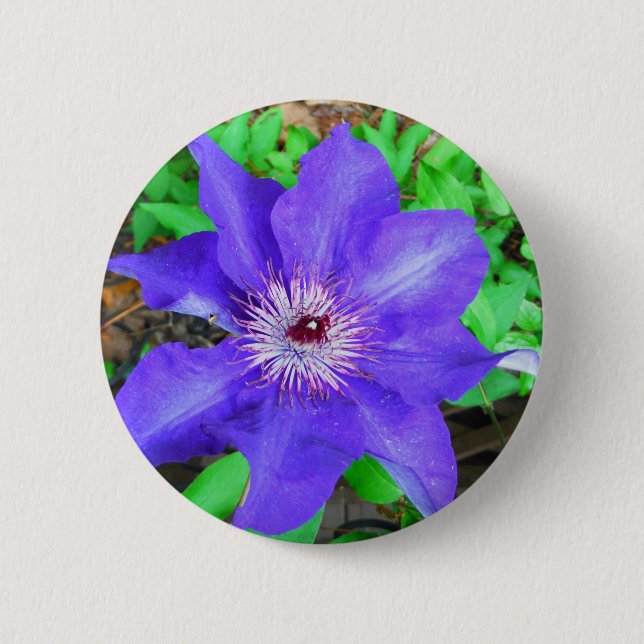 Badge Rond 5 Cm Fleur violette Clematis (Devant)