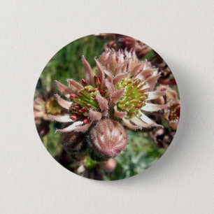 Badge Rond 5 Cm Fleurs de poules et de poussins (Sempervivum)