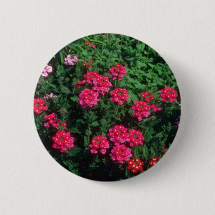 Badge Rond 5 Cm Fleurs de verveine de jardin (verveine Hybrida)