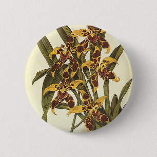 Badge Rond 5 Cm Fleurs d'orchidées Odontoglossum tropicales vintag