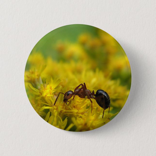 Badge Rond 5 Cm Fourmi minuscule sur l'or (Devant)