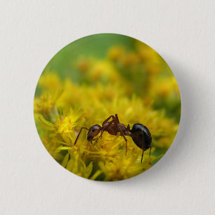 Badge Rond 5 Cm Fourmi minuscule sur l'or