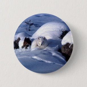 Badge Rond 5 Cm Fox arctique américain