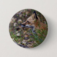 Fox rouge - Profil d'un Fox