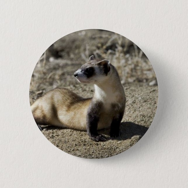 Badge Rond 5 Cm Furet Noir-Aux pieds (captif) (Devant)