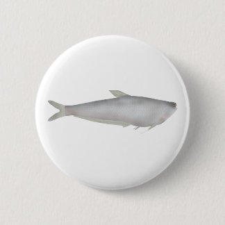 Badge Rond 5 Cm Gangetic Hairfin Anchovy