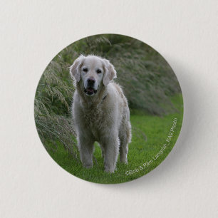 Badge Rond 5 Cm Golden retriever courant 2
