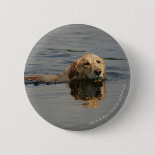 Badge Rond 5 Cm Golden retriever nageant