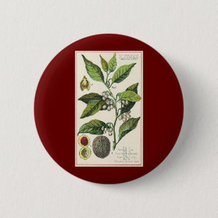 Badge Rond 5 Cm Graines de fruit de muscade vintage, herbes alimen