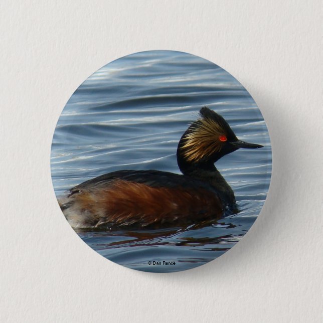 Badge Rond 5 Cm Grèbe à oreilles (Devant)