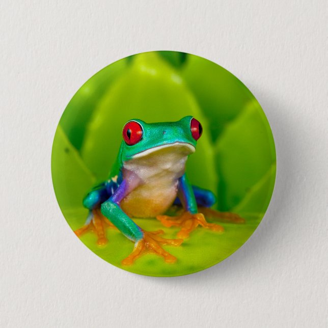 Badge Rond 5 Cm Grenouille aux yeux rouges, Costa Rica (Devant)