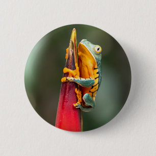 Badge Rond 5 Cm Grenouille de singe à pattes de tigre Vert Orange
