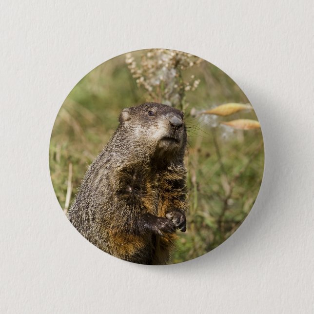 Badge Rond 5 Cm Groundhog (Devant)