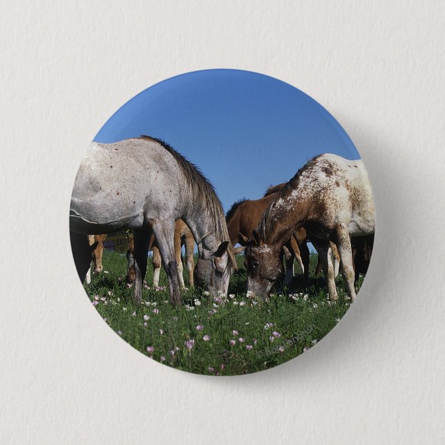 Badge Rond 5 Cm Groupe de pâturage de chevaux d'Appaloosa (Devant)