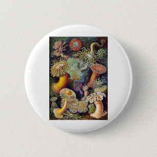 Badge Rond 5 Cm Haeckel