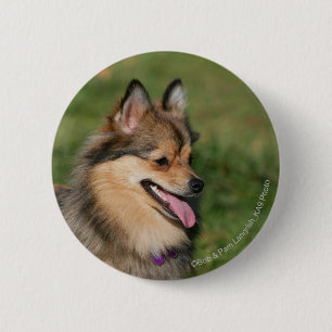 Badge Rond 5 Cm Halètement de Headshot de Pomeranian