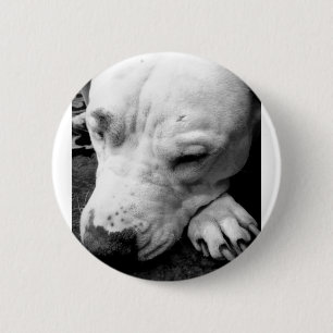Badge Rond 5 Cm harry potier cicatrice chien blanc pit bull