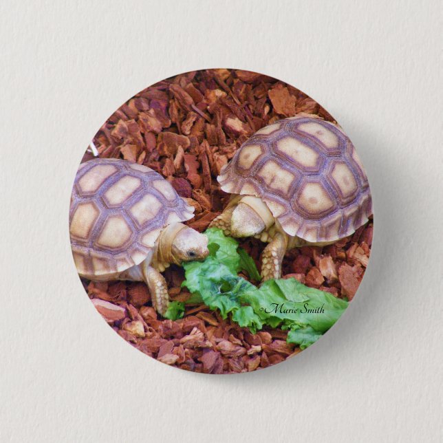 Badge Rond 5 Cm Hatchlings de tortue de Sulcata (Devant)