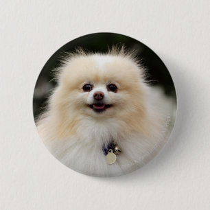 Badge Rond 5 Cm Headshot 1 de Pomeranian