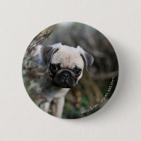 Headshot de chiot de carlin de faon