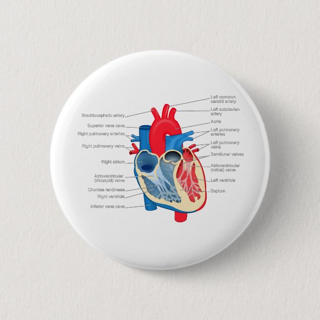 Badge Rond 5 Cm Heart_Anatomy (Devant)