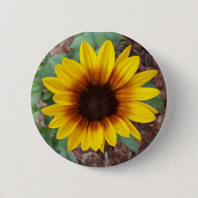 Badge Rond 5 Cm Helianthus Annuus (Devant)